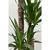 Palmlelie Yucca toef XXL