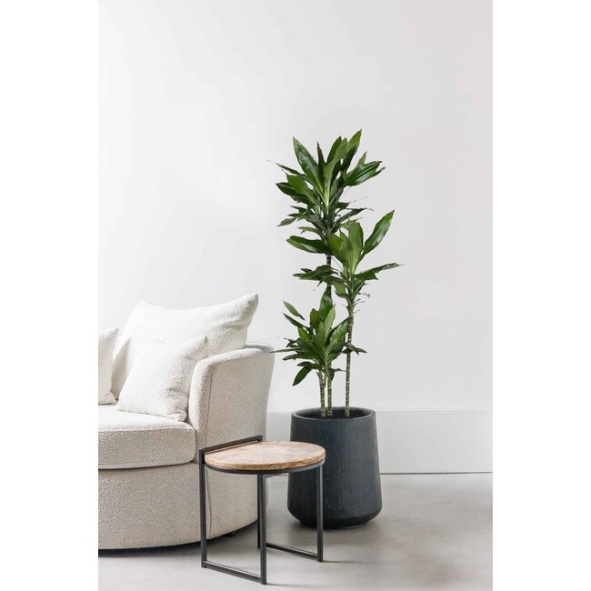 Dracaena Janet