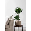 Dracaena Fragans Compacta