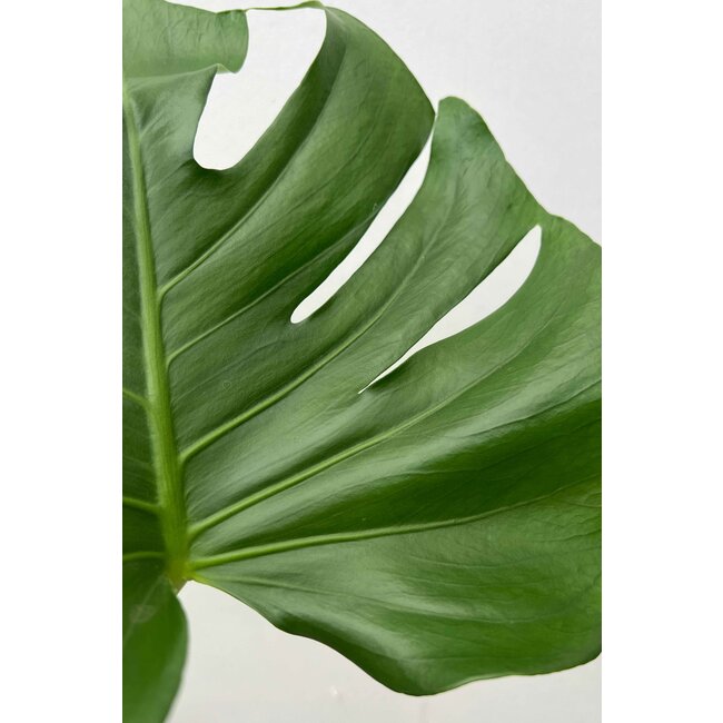 Monstera Deliciosa Struik