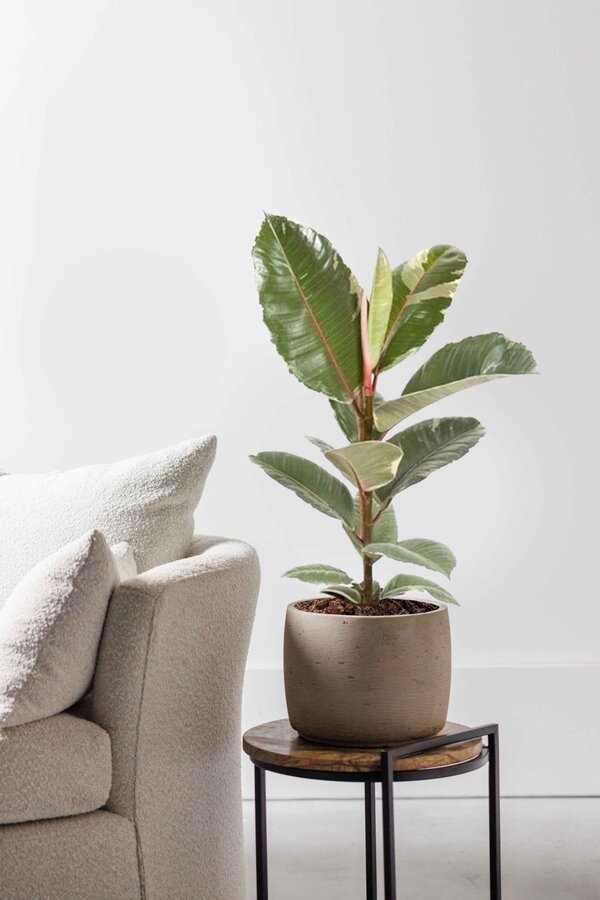 Ficus Tineke