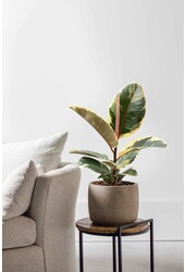 Ficus Elastica Tineke S