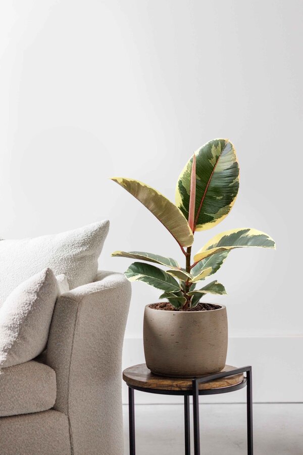 Ficus Elastica Tineke S