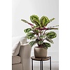 Calathea Medaillon M