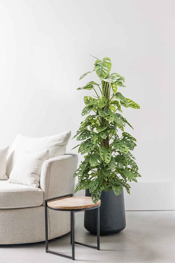 Monstera Obliqua mosstok