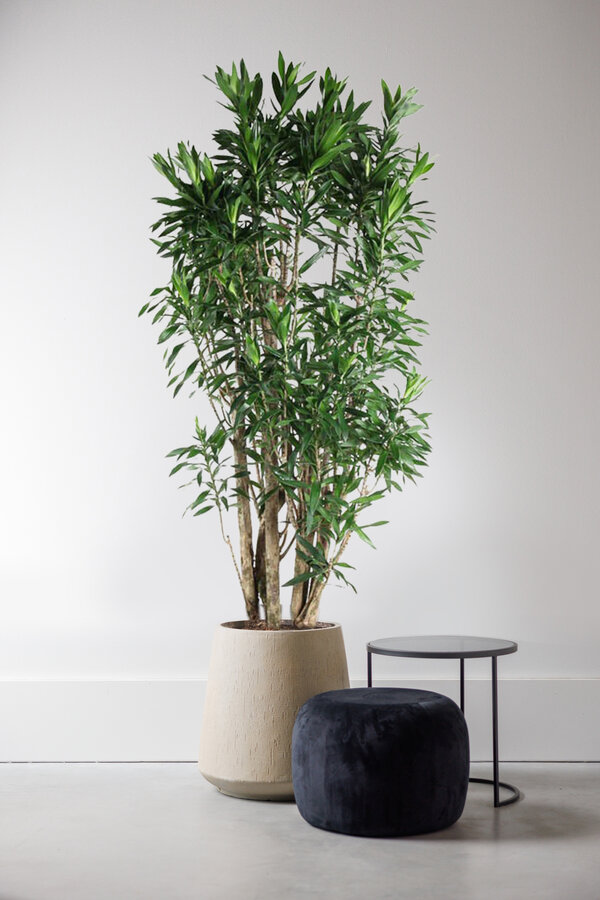 Dracaena Reflexa XXXL