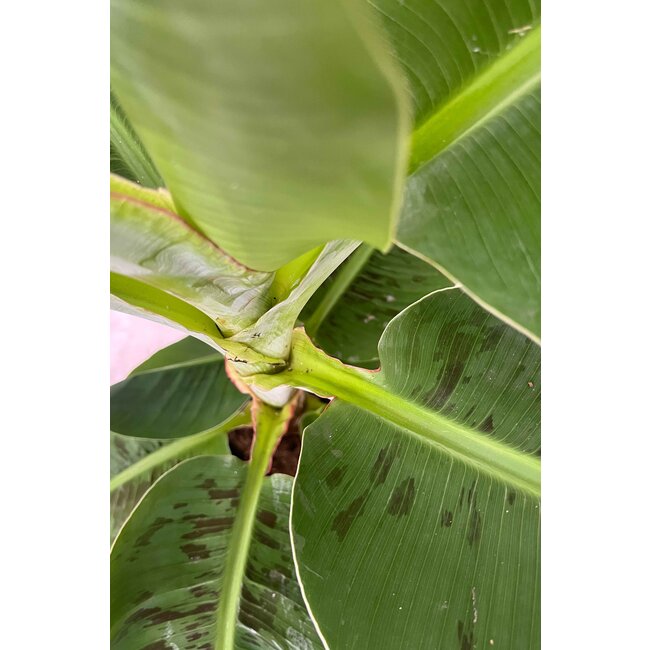 Bananenplant Musa Tropicana XL in Jip pot