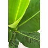 Bananenplant Musa Tropicana XL in Jip pot