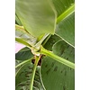 Musa Bananenplant in Jip pot