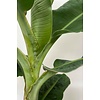 Musa Bananenplant in Jip pot