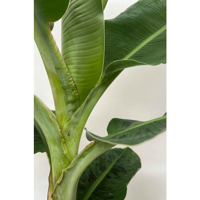 Musa Bananenplant in Jip pot