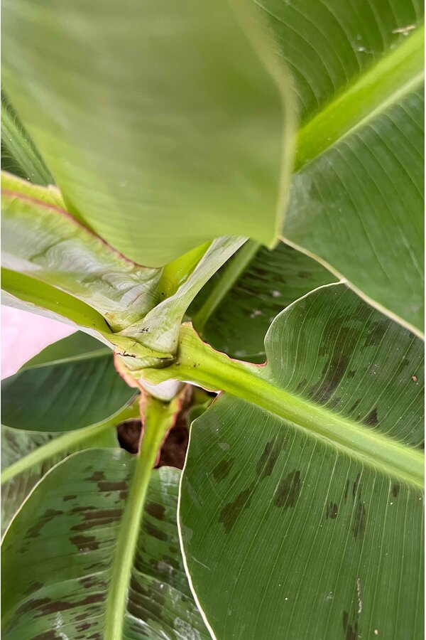 Musa Bananenplant in Nelis naturel
