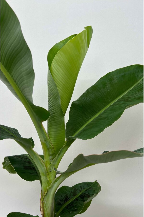 Musa Bananenplant in Nelis naturel