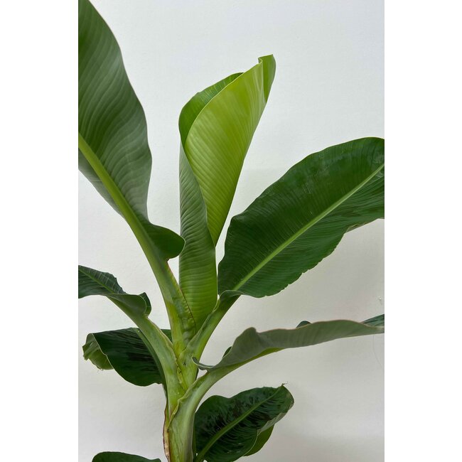 Bananenplant Kingsize in zelfwatergevende Classico