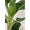 Bananenplant Musa Tropicana L