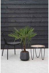 Trachycarpus waaierpalm M