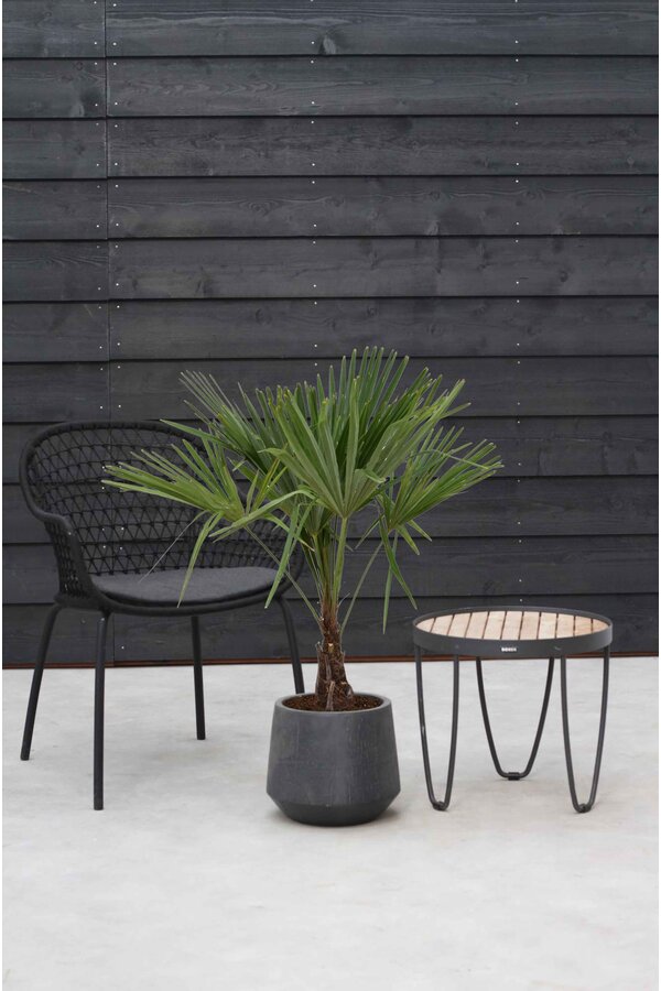Trachycarpus waaierpalm M