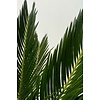 Cycas M