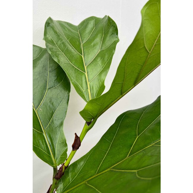 Ficus Lyrata op stam