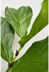 Ficus Lyrata Vertakt in Elho Greenville Wit