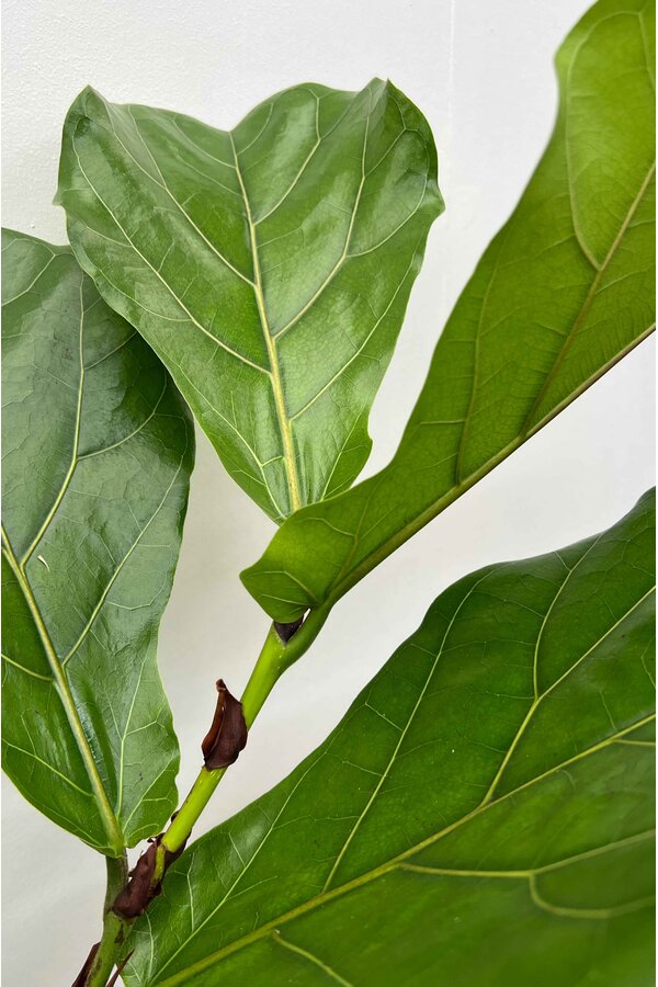 Ficus Lyrata Vertakt in Elho Greenville Wit