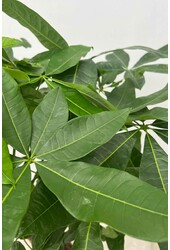 Pachira Aquatica Gevlochten Stam