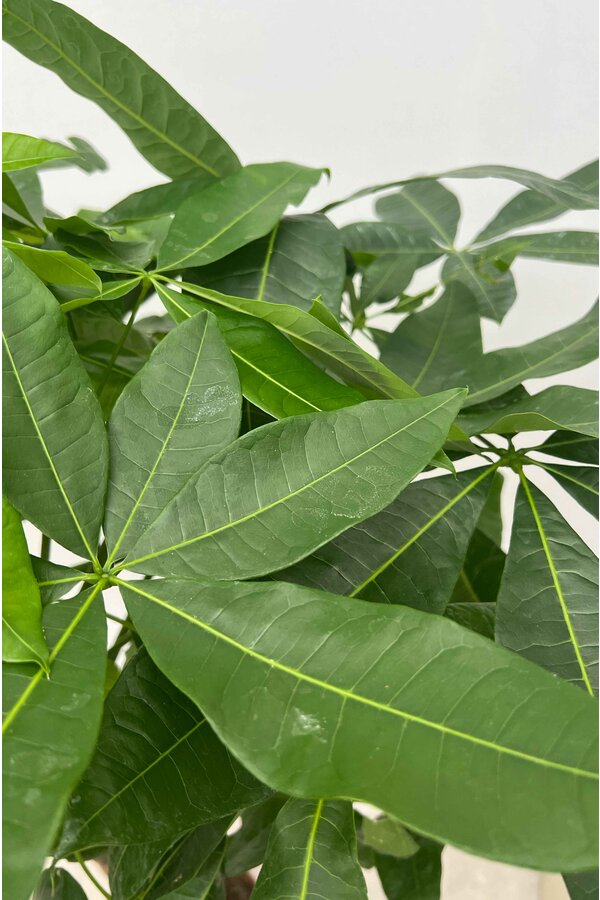 Pachira Aquatica Gevlochten Stam