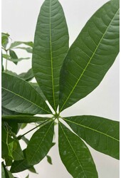 Pachira Aquatica Gevlochten Stam