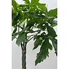 Pachira Aquatica KingSize