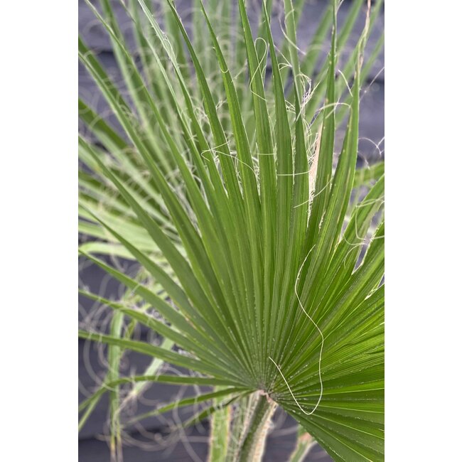 Washingtonia XXL