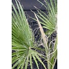 Washingtonia L