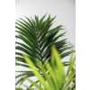 Hydroplant Kentia (howea) forsteriana