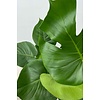 Monstera Gatenplant mosstok S