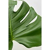 Monstera Minima S