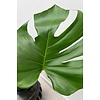 Monstera Minima S