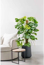 Hydroplant Monstera Deliciosa