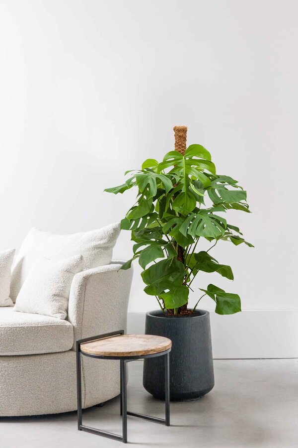 Hydroplant Philodendron pertusem (monstera)