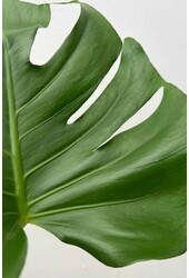 Hydroplant Philodendron pertusem (monstera)
