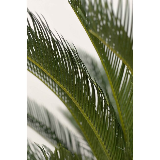 Cycas S