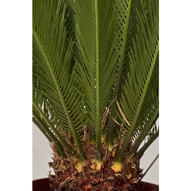 Cycas S