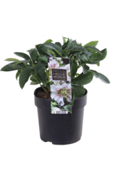 Oosters Nieskruid Helleborus