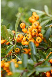 Vuurdoorn Sunny Star