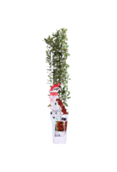 Vuurdoorn Red Star®