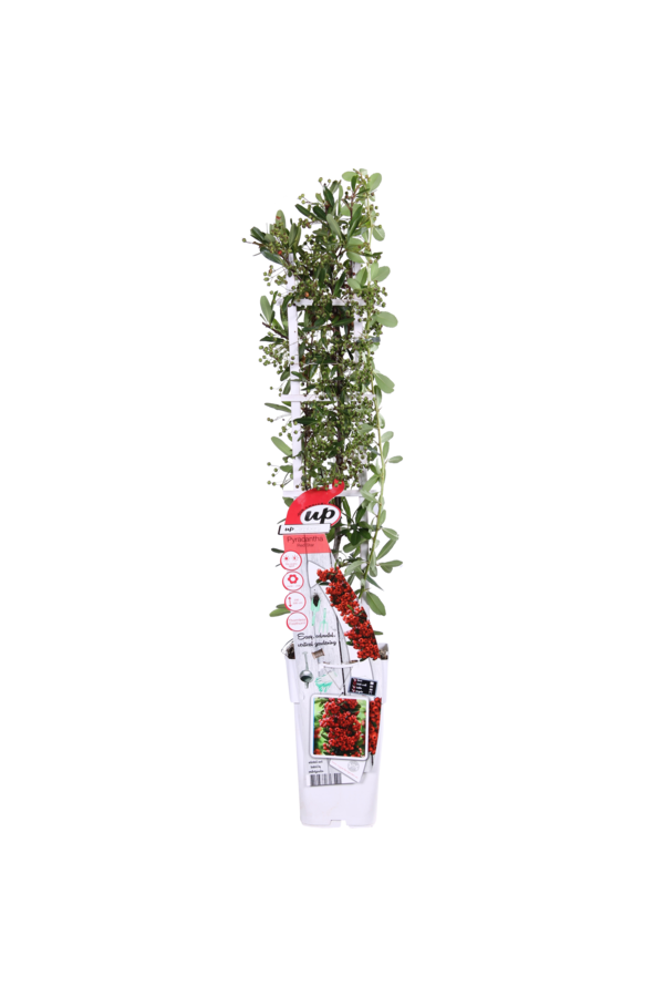Vuurdoorn Red Star®