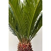 Cycas M