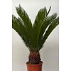 Cycas M