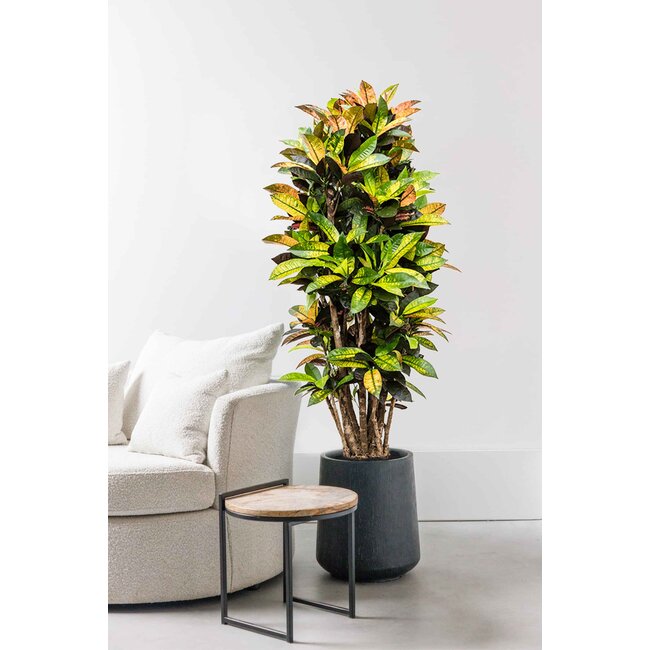 Croton Wonderstruik Iceton XXL