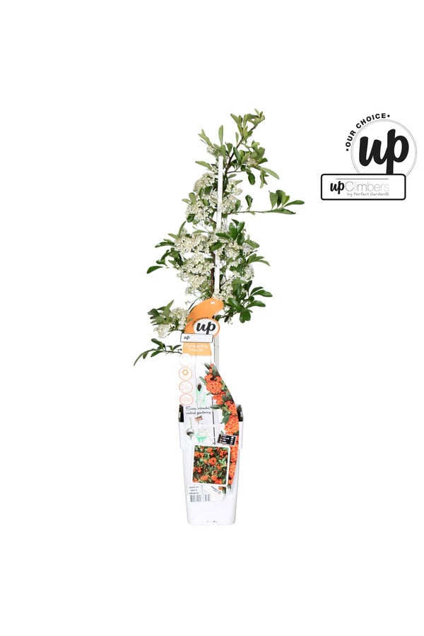 Vuurdoorn Orange Star