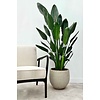 Strelitzia reginae  L