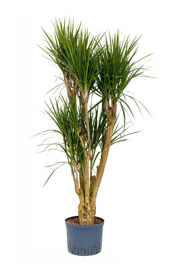 Hydroplant Dracaena Marginata